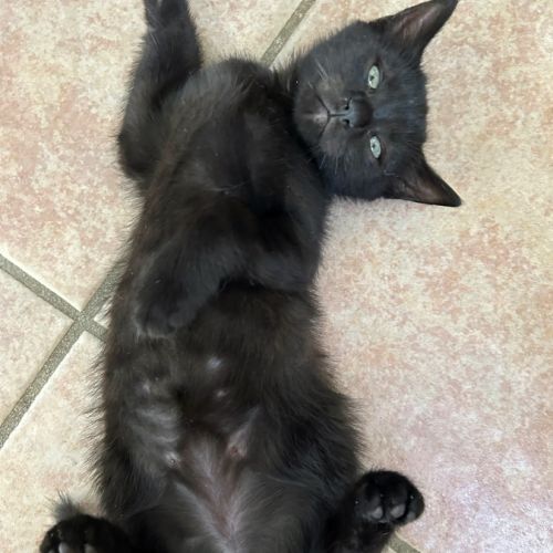 Dormeuse, pro du câlin #0