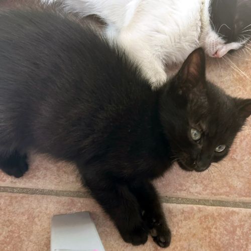 Dormeuse, pro du câlin #3
