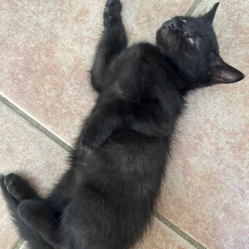 Dormeuse, pro du câlin #4