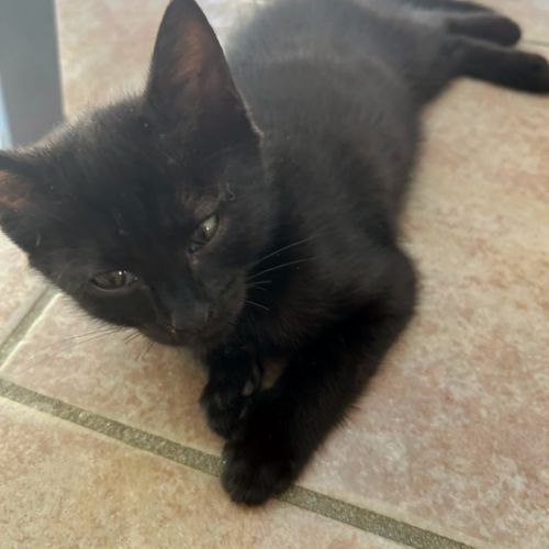Dormeuse, pro du câlin #5