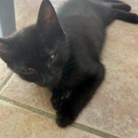 Dormeuse, pro du câlin #5