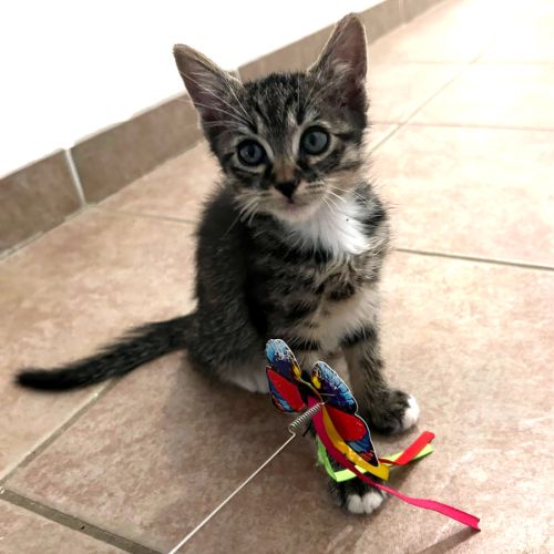 Atchum, adorable petit mâle de 2 mois #0