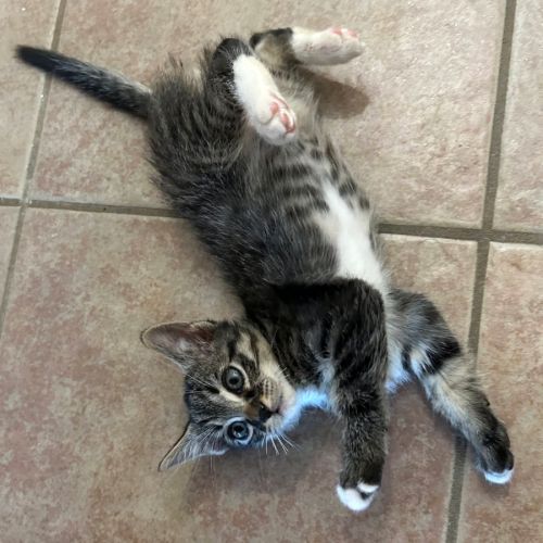 Atchum, adorable petit mâle de 2 mois #2