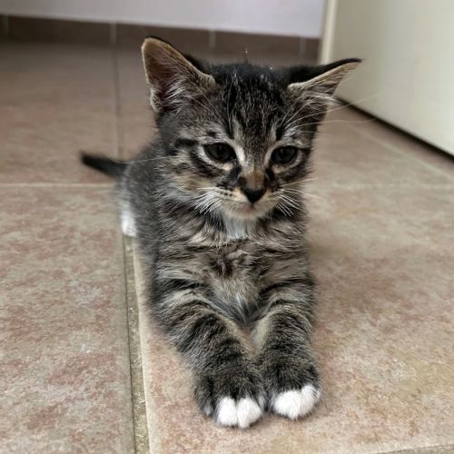 Atchum, adorable petit mâle de 2 mois #3