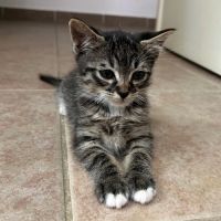 Atchum, adorable petit mâle de 2 mois #3