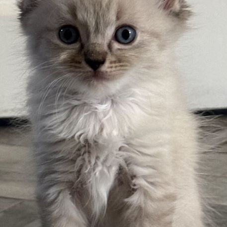 Chatons ragdoll #0