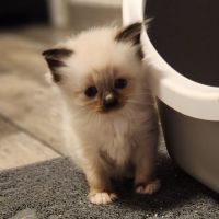 Chatons ragdoll #1