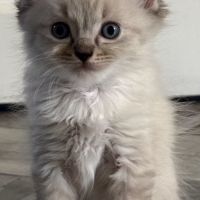 Chatons ragdoll