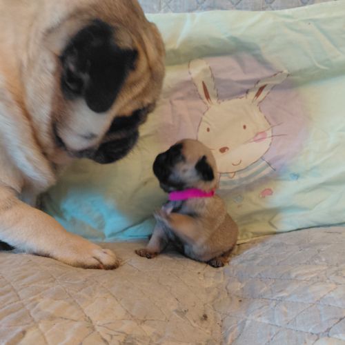 Chiots carlins lof