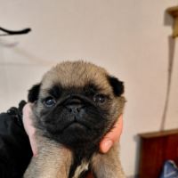 Chiots carlins lof #1