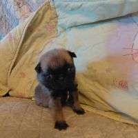 Chiots carlins lof #6