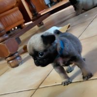 Chiots carlins lof #8