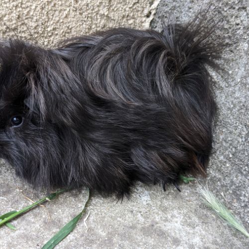 Bébé cochon d'inde péruvien mâle #2
