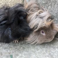 Bébé cochon d'inde péruvien mâle
