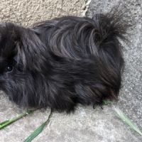 Bébé cochon d'inde péruvien mâle #2