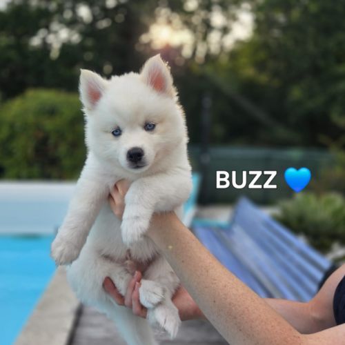 Chiots pomsky f3 #3