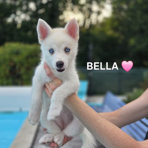Chiots pomsky f3 #4