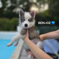 Chiots pomsky f3