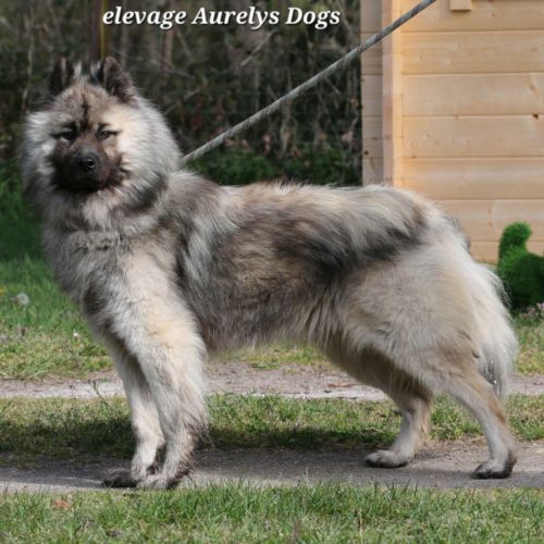Mâle adulte eurasier #4
