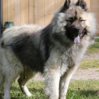 Mâle adulte eurasier #1