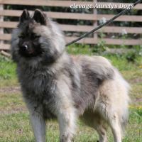 Mâle adulte eurasier