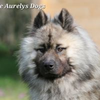 Mâle adulte eurasier #3