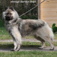 Mâle adulte eurasier #4