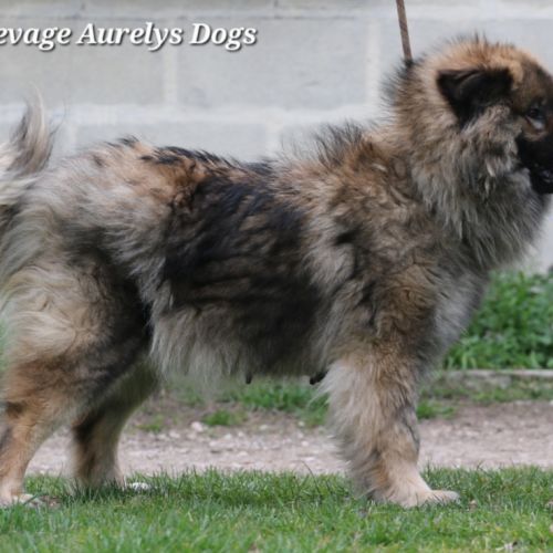 Femelle adulte eurasier #2