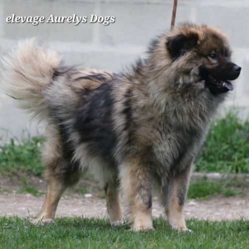 Femelle adulte eurasier #0