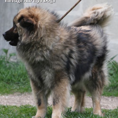 Femelle adulte eurasier #4