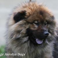 Femelle adulte eurasier #1