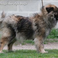 Femelle adulte eurasier #2