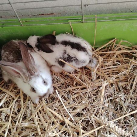Lapin papillon