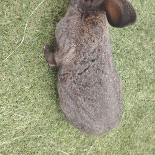 Lapin papillon #2