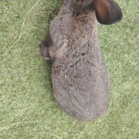 Lapin papillon #2
