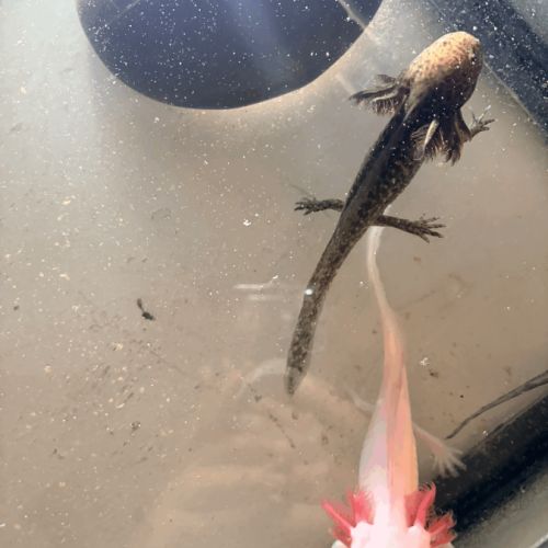 Vente de bébés axolotls #1