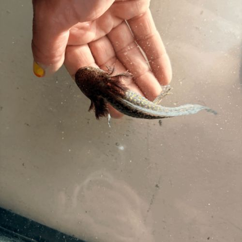 Vente de bébés axolotls #2