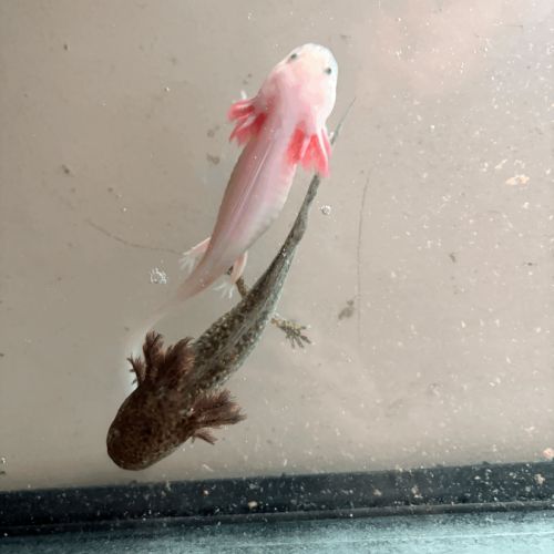 Vente de bébés axolotls