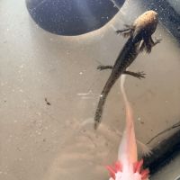 Vente de bébés axolotls #1