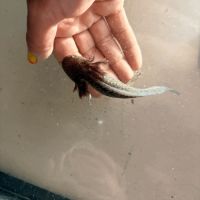 Vente de bébés axolotls #2