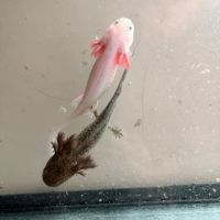Vente de bébés axolotls #0