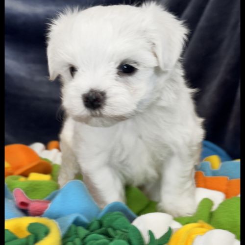Berny, superbe mâle bichon maltais ,nain,lof #1