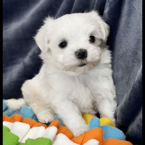 Berny, superbe mâle bichon maltais ,nain,lof #2