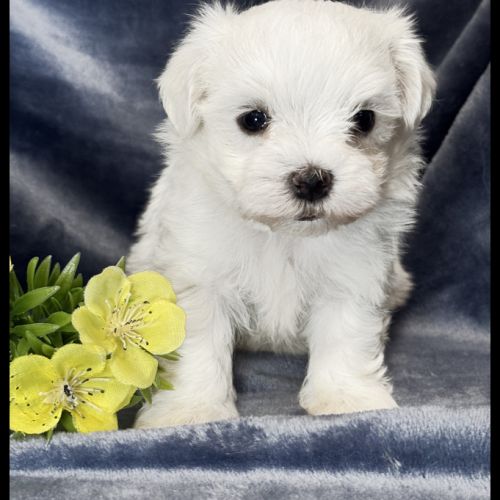 Berny, superbe mâle bichon maltais ,nain,lof #0
