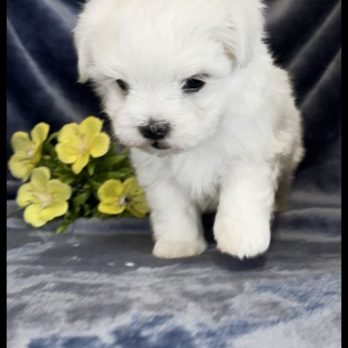Berny, superbe mâle bichon maltais ,nain,lof #5