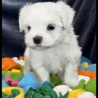 Berny, superbe mâle bichon maltais ,nain,lof #1