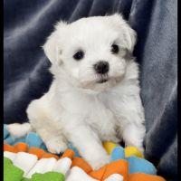 Berny, superbe mâle bichon maltais ,nain,lof #2