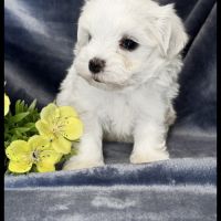 Berny, superbe mâle bichon maltais ,nain,lof #3