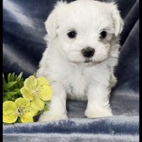 Berny, superbe mâle bichon maltais ,nain,lof