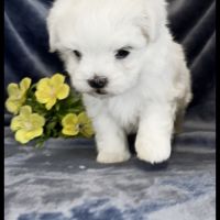 Berny, superbe mâle bichon maltais ,nain,lof #5